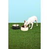 image:imageSTANLEY Pet Bowl  3Cup 24 oz Insulated Stainless Steel Dog amp Cat Bowl  SplashResistant Lid  Dishwasher Safe  BPAFree  Black 20Cream