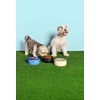 image:imageSTANLEY Pet Bowl  3Cup 24 oz Insulated Stainless Steel Dog amp Cat Bowl  SplashResistant Lid  Dishwasher Safe  BPAFree  Black 20Cream